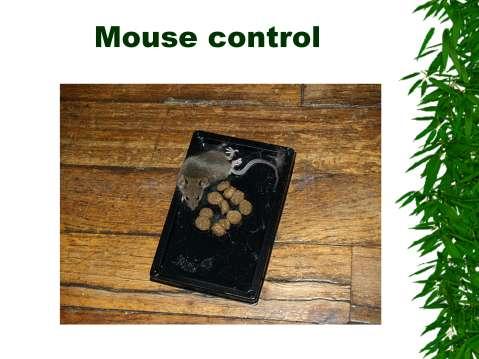 Sticky traps don t kill mouse right away.