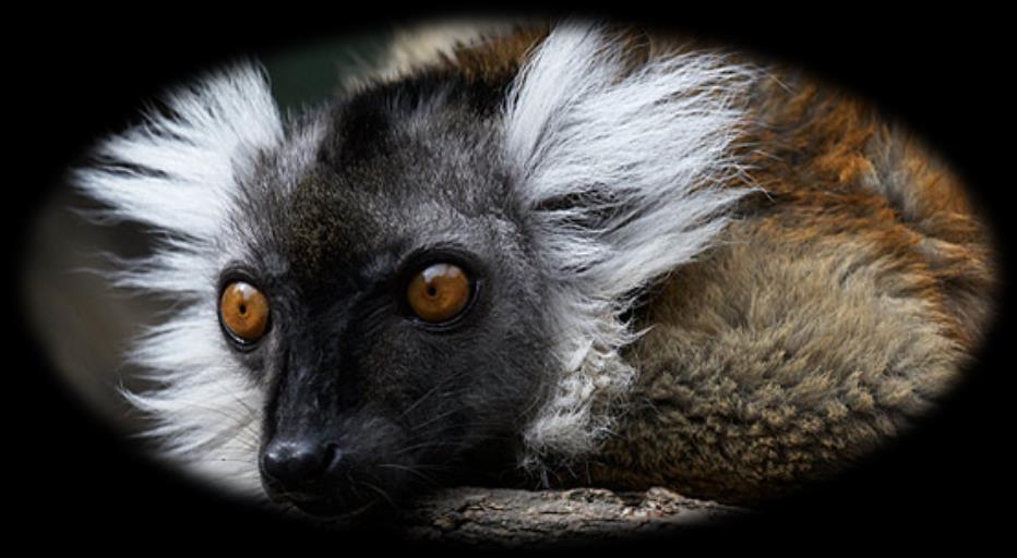 Hello! My name is Lisa. I am a Black Lemur and my family came from a small area in the very north west of Madagascar. I was born the 21st March 1996 in Newquay Zoo.