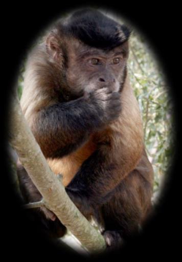Hello! My name is Connie. I am Black Capped Capuchin monkey. I was born in Causeway Safari Park in Northern Ireland in 1997 to the sound of barking dogs.