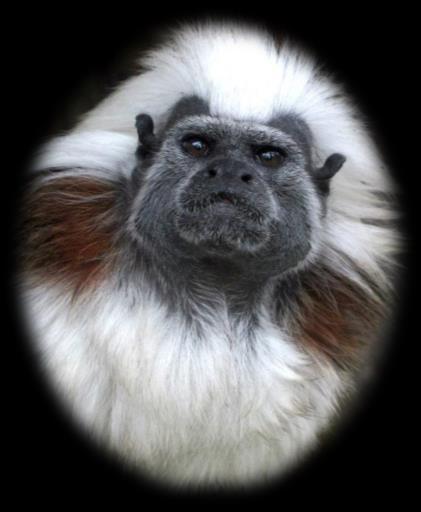 Hello! My name is Chewy. I am a Cotton Top Tamarin. I was an illegal pet. My owner bought me in motorway services car park but gave me to the sanctuary in July 2006 when I was three years old.