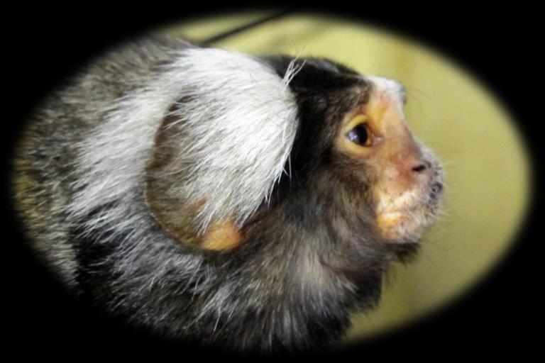Hello! My name is Denzil and I am a marmoset. I was born in captivity on 10th August 2011. I was taken from my parents when I was two weeks old and sold to a housebound lady who wanted me as pet.