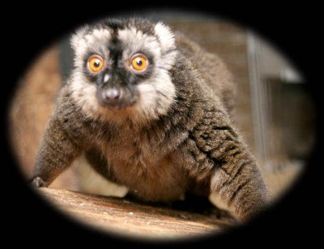 Hello! My name is Dries and I am a Brown Mayotte Lemur. I arrived at the sanctuary on 27th March 2013.