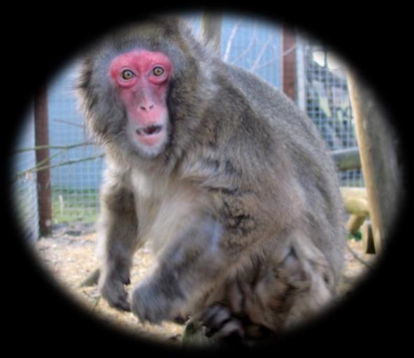 Hello! My name is Julie and I am a Japanese macaque or snow monkey. I came to the sanctuary on 25th April 2008. I was found wandering in the streets in Antwerp in Belgium and taken to a rescue centre.