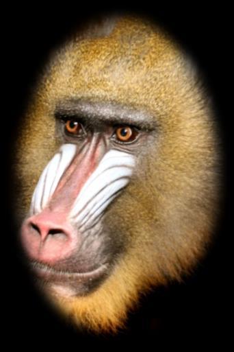 Hello! My name is Titch and I am a Mandrill. I was born 2nd July 2005. I arrived here on 5th June 2013 from Slaski zoo in Poland.