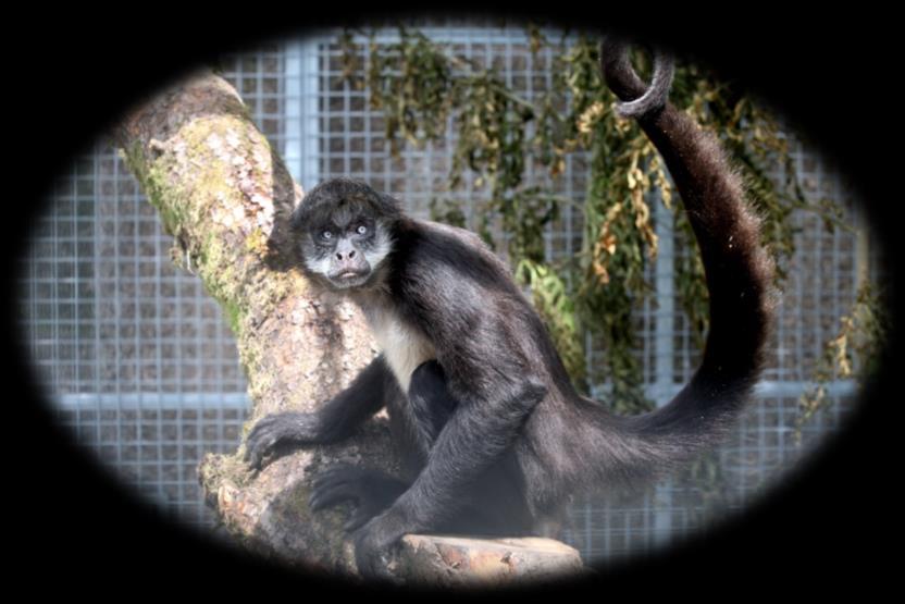Hello, my name is Winston and I am a Brown Spider Monkey. There are not too many of us left in the wild which is why we are a critically endangered species.