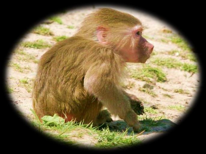 Hello! My name is Lily. I am Hamadryas Baboon. I was born in the grasslands of Ethiopia and Somalia in Africa and taken from my mother when I was a baby. I was sold in a street market in Kuwait.