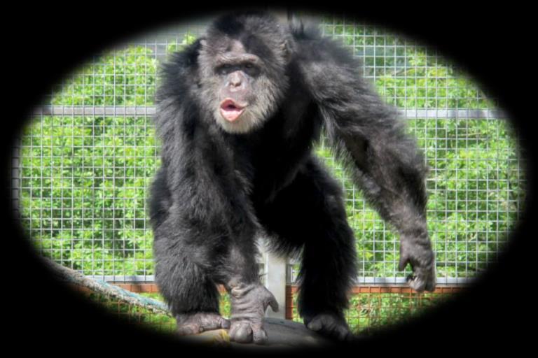 Hello! My name is Fergus. I am a Chimpanzee. My parents were captured and taken from the tropical rainforests of Africa, but I was born in a zoo in Wales.