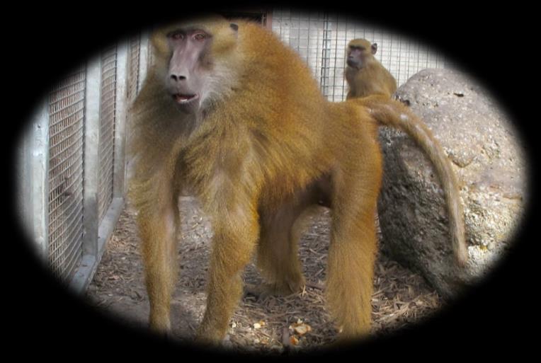 Hello! My name is Khan. I am an Olive Baboon. Nobody knows how old I am and I cannot remember living in the wild in Africa.
