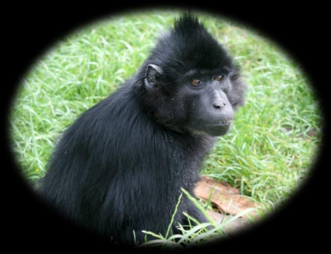 Hello! My name is Alfie and I am a Black Mangabey and I was born in 1990. I arrived on the same day as Julie - 25th April 2008.