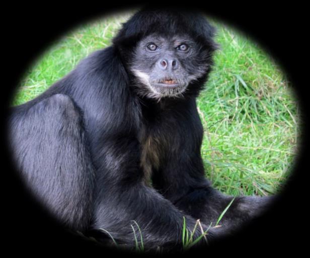Hello! I am Jon Jon. I am a black Spider Monkey. I came to the sanctuary in 2004 when I was eight. I had been kept as a pet in a small parrot cage and advertised for sale in a newspaper.