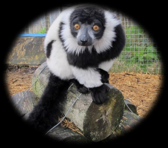 Hello! My name is Princess Leia I am a Black and White Ruffed Lemur. This name comes from the beautiful white collar round my neck. I was born on the 21st April 1998 at Southport Zoo.