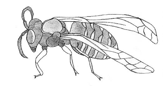 1 The Membrane (Hymenoptera) Ants, Bees, and Wasps -2 pairs of clear, membranous wings -Compound eyes