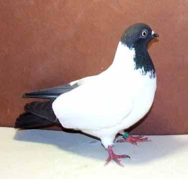 Left: This is a Monji Girat, or the Spanish Nun pigeon.
