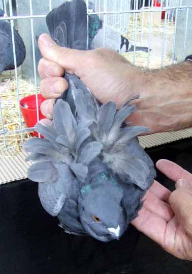 Left: These are the both rosewings of a Chorrera pigeon.