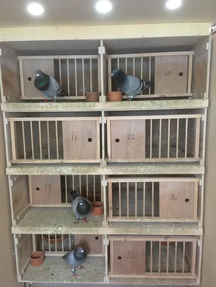 lofts are not cleaned at all from the time that the young birds go into their section until they finish racing.
