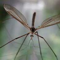 Crane flies are often called mosquito hawks. These harmless insects are much larger than mosquitoes and are not known to bite or transmit any disease to people.