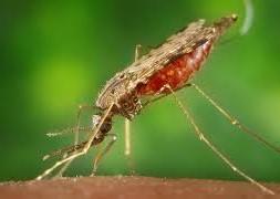 They are persistent, have a painful bite and are most active at dusk and after dark. Some species may fly up to 10 miles. These mosquitoes primarily feed on birds but can also bite humans.