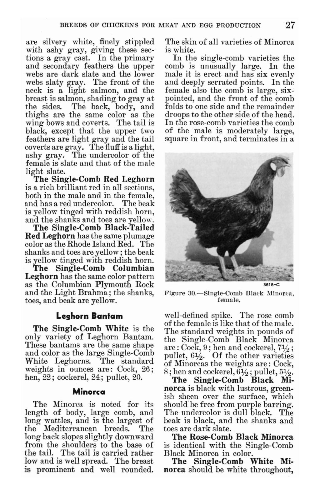BREEDS OF CHICKENS FOR MEAT AND EGG PRODUCTION 27 are silvery white, finely stippled with ashy gray, giving these sections a gray cast.