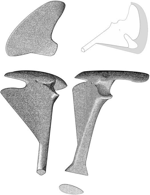 TŁND EVOLUTION OF POSTCRNIUM IN MPHISENI 13 except for the concavity at the lateral processes level on the anterior process (Fig. 2 2 ). The process is pointed anteriorly.