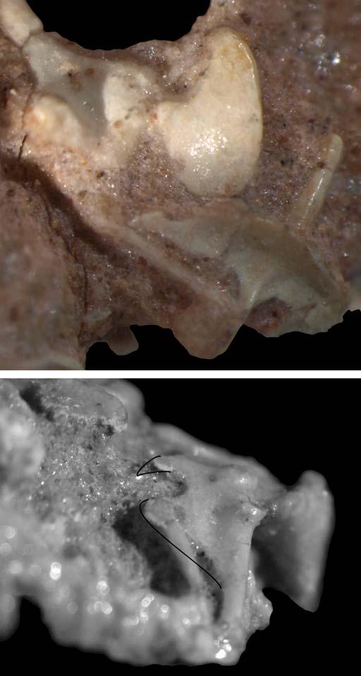 14 CT PLEONTOLOGIC POLONIC 62 (1), 2017 C Fig. 4. Pectoral girdle of the stem-amphisbaenid Slavoia darevskii Sulimski, 1984 from late Campanian of Mongolia.