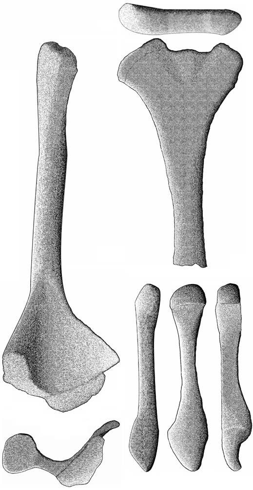 TŁND EVOLUTION OF POSTCRNIUM IN MPHISENI 15 third of the acetabulum. The pubic tuber is oriented craniolaterally and appears near the acetabulum.