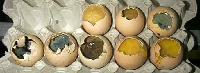 Consequences of egg contamination Depressed hatchability due to embryonic mortality Risk of