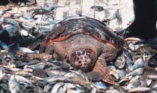 ABOVE: Today, industrial fishing worldwide yields between 80 and 100 million tons of fish, but it also generates 27 million tons of discards or bycatch, including loggerhead turtles.