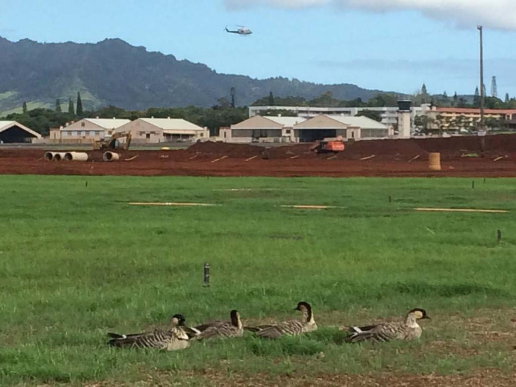 The parent birds are Kauai Island individuals, translocated to Hawaii Island in an effort to reduce the number of nene near the Lihue airport.