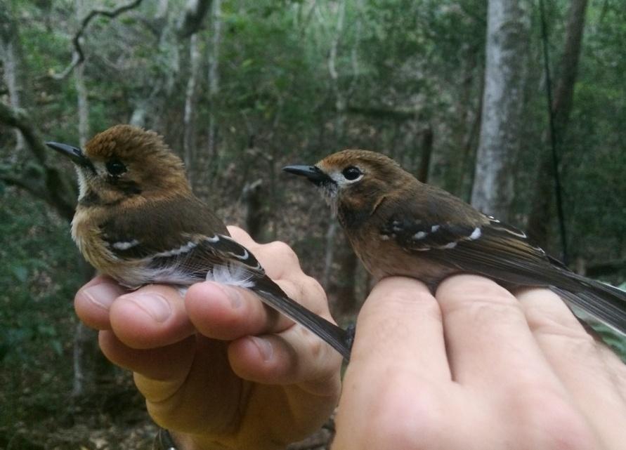 Reproductive Results Of the active nests monitored in SBW, 50% (8/16) were successful in producing 11 fledglings, while 31% (5/16) of the active nests failed.