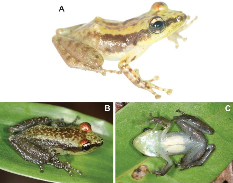 LEHTINEN R.M. et al., Two new Guibemantis from Madagascar medium brown in preservative, appear yellowish-green in life.