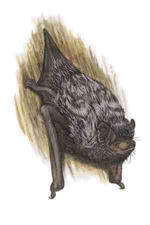 Silver haired Bat (Lasionycteris noctivagans) ORDER: Chiroptera FAMILY: Vespertilionidae Somewhat resembling the larger hoary bat, the silver haired bat has frosted tips on the black or dark brown