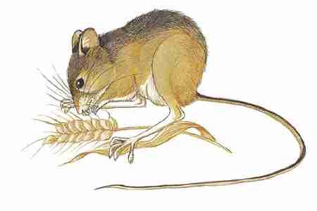 Meadow Jumping Mouse (Zapus hudsonius) ORDER: Rodentia FAMILY: Dipodidae Conservation Status: Preble's Meadow Jumping Mouse, Zapus hudsonius preblei, is Endangered; the Black Hills meadow jumping