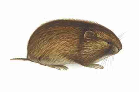 Woodland Vole (Microtus pinetorum) ORDER: Rodentia FAMILY: Muridae Fossil finds have helped document shifts in the geographic distribution of the Woodland Vole over the centuries.