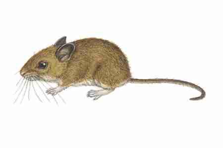 White footed Mouse (Peromyscus leucopus) ORDER: Rodentia FAMILY: Muridae The White footed Mouse has a very wide distribution.