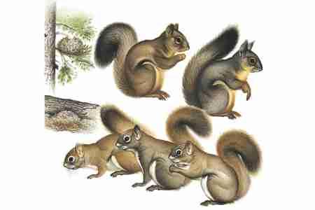 Red Squirrel (Tamiasciurus hudsonicus) ORDER: Rodentia FAMILY: Sciuridae Conservation Status: The Mount Graham red squirrel, T. hudsonicus grahamensis, is Critically Endangered.