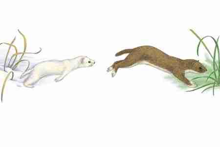 Least Weasel (Mustela nivalis) ORDER: Carnivora FAMILY: Mustelidae The smallest carnivores usually burn energy the fastest and have the most active lifestyles, so it is no surprise that the Least