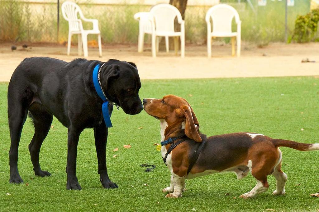 What a Dog Park Provides Happiness & Health Being able to socialize with other dogs while off-leash allows dogs to