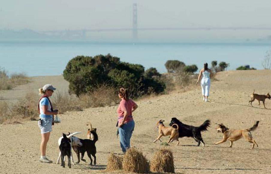 What a Dog Park Provides A Sense of Community Between People Creating a common place for dog owners