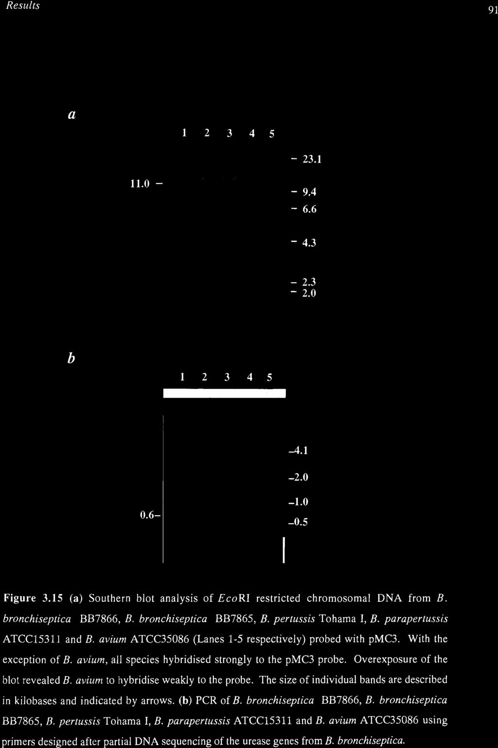 The size of individual bands are described in kilobases and indicated by arrows, (b) PCR of B. bronchiseptica BB7866, B.