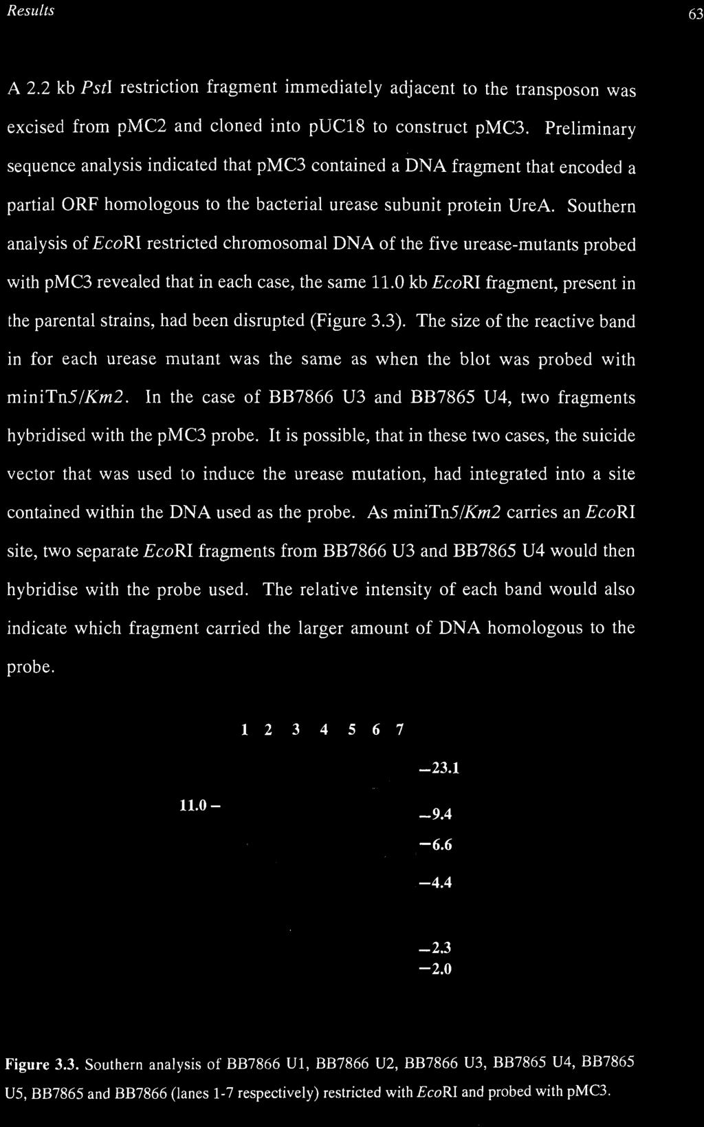 Southern analysis of EcoRI restricted chromosomal DNA of the five urease-mutants probed with pmc3 revealed that in each case, the same 11.0 kb.