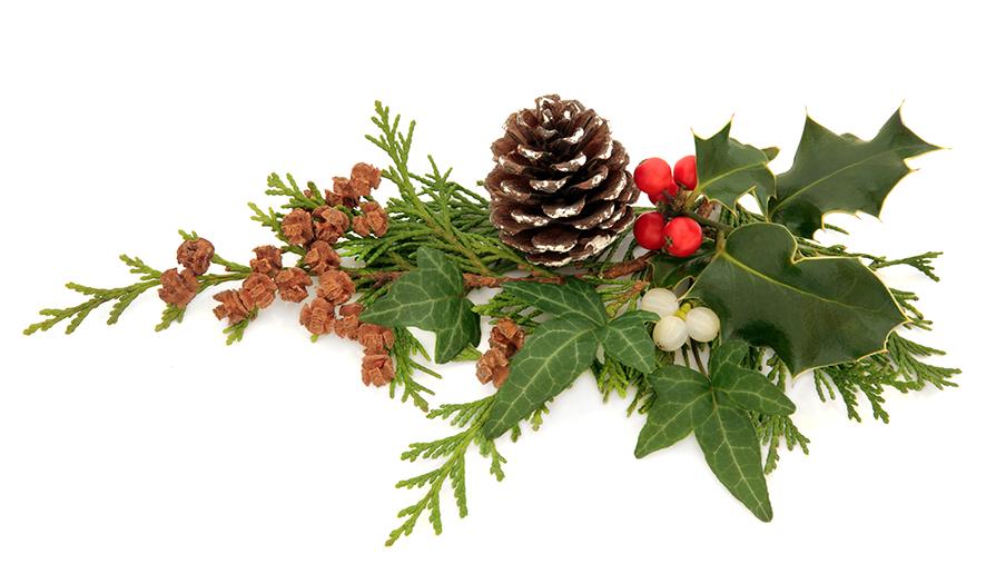 Christmas plants Many traditional Christmas plants and foliage are poisonous for our pets and should be kept well out of the reach of curious canines.