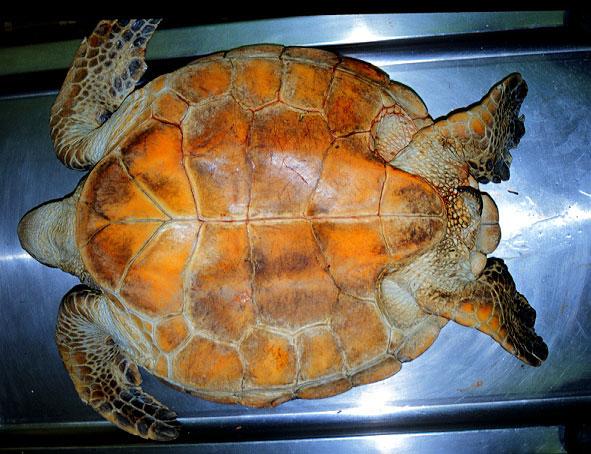 11 Prior to starting the necropsy, Place the turtle on its back. Using a sharp knife or scalpel blade, cut along the dotted line (see photo).