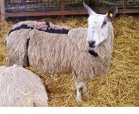 ' Lambing Lambing Part 1 The Basics Phil Scott DVM&S, DipECBHM, CertCHP, DSHP, FRCVS Fig 2: Flunixin is a non steroidal anti-inflammatory drug commonly used by farmers and vets after an assisted