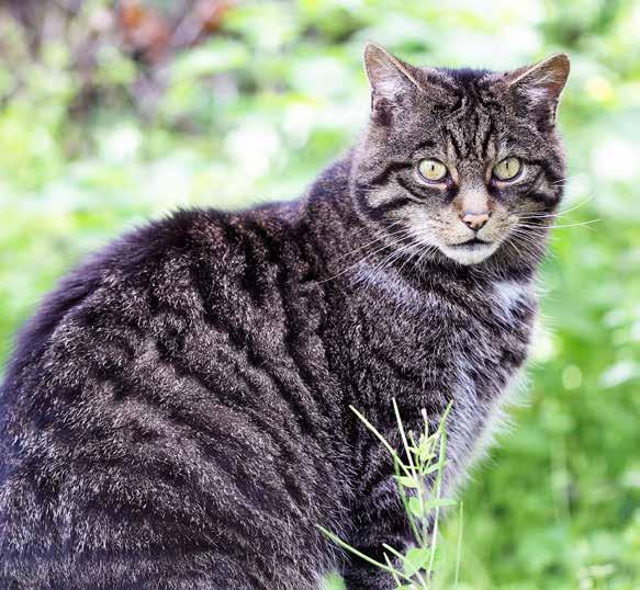 ANIMALS FirstNews ISSUE 487 16th 22nd October 2015 Saving Scottish wild cats A charity is asking people to join their fight to save the Scottish wildcat.