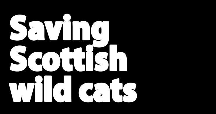 The Scottish wildcat is one of the rarest animals in the world. There are thought to be fewer than a hundred left in the wild.