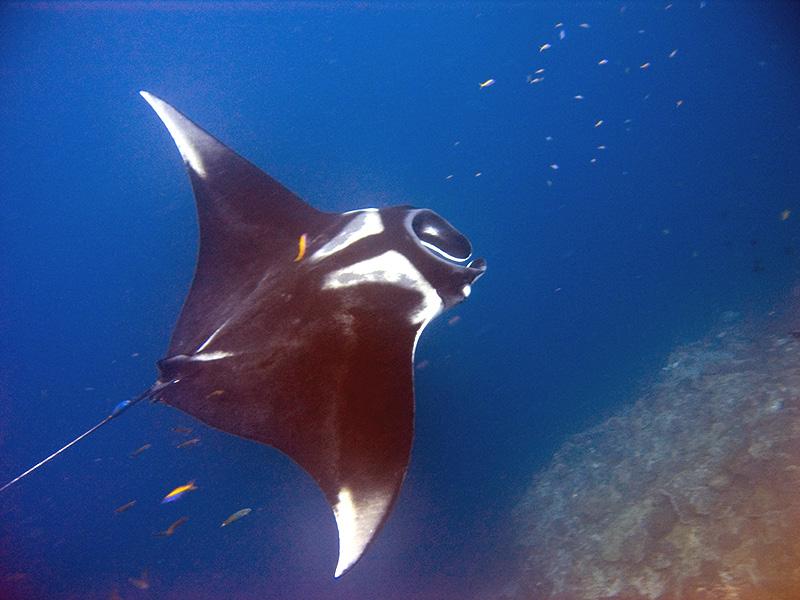 Species group: Rays Manta ray Manta birostris IUCN Red List: Vulnerable MPI Species Code: RMB Feeding and range The manta ray occurs worldwide, in highly fragmented populations.