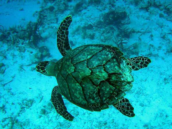 NZ Conservation Status: Vagrant IUCN Red List: Critically Endangered Species group: Turtles Hawksbill turtle Eretmochelys imbricata MPI Group Code: TLE MPI Species Code: HBT Photo: U.S. Fish and Wildlife Service Southeast Region, CC-BY-2.