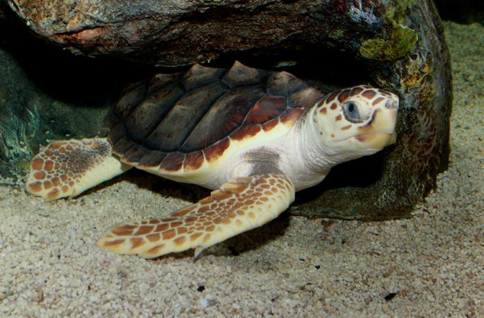 Loggerheads have five plates (scutes) down their midline, and a line of another five scutes on each side. They typically grow to around 1.2 m in length and weigh around 180 kg.