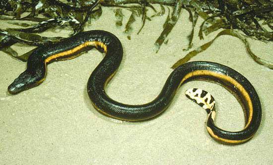 Species group: Sea snakes Yellow-bellied sea snake Pelamis platurus NZ Conservation Status: Not threatened IUCN Red List: Least Concern MPI Group Code: SSN MPI Species Code: YSS Feeding and range