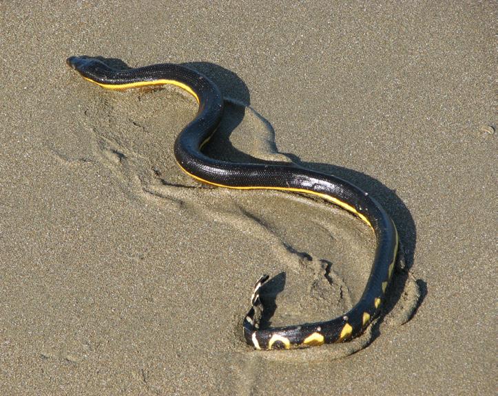 com/2009/11/ Venomous: Avoid handling Characteristic snake appearance with tail tip flattened to a (vertical) paddle-like form.